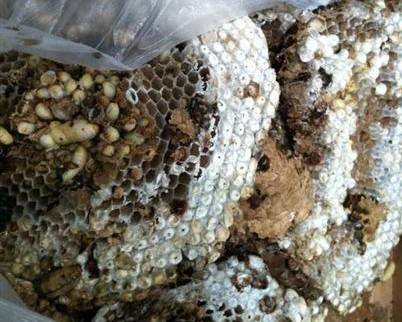 云南昆明机场X光机扫描仪惊现马蜂窝闻所未闻[图]